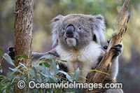 Australian Koala Photo - Gary Bell