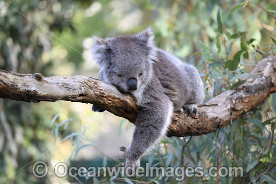 Australian Koala photo Australian Koala photo