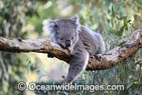 Australian Koala Photo - Gary Bell