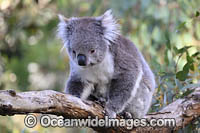 Australian Koala Photo - Gary Bell