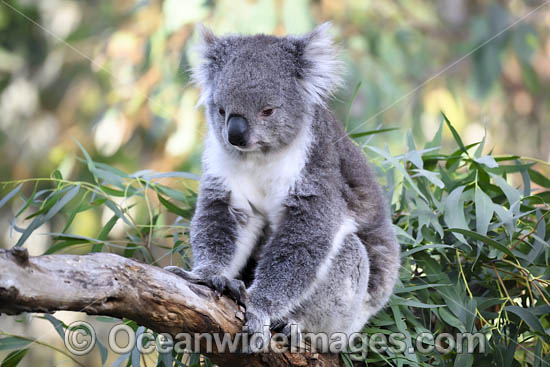 Australian Koala photo
