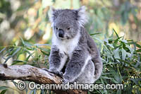 Australian Koala Photo - Gary Bell