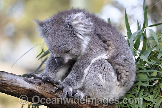 Australian Koala photo Australian Koala photo