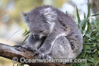 Australian Koala Photo - Gary Bell