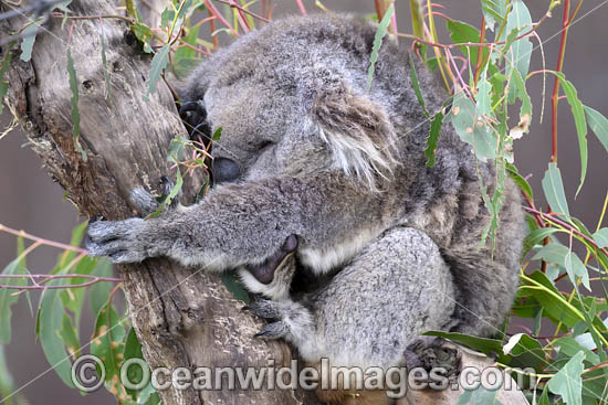 Australian Koala photo