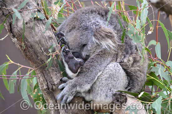 Australian Koala photo Australian Koala photo