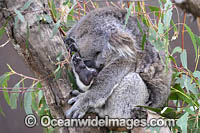 Australian Koala Photo - Gary Bell