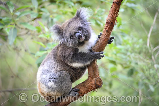 Australian Koala photo Australian Koala photo