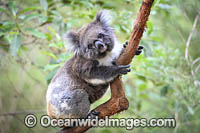 Australian Koala Photo - Gary Bell