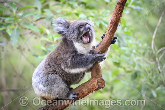 Australian Koala photo Australian Koala photo