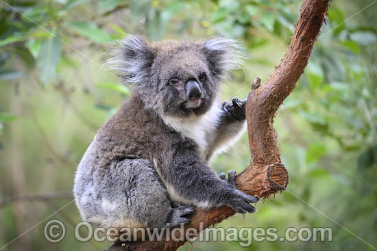 Australian Koala photo