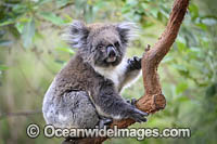 Australian Koala Photo - Gary Bell