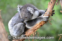 Australian Koala Photo - Gary Bell