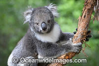 Australian Koala Photo - Gary Bell