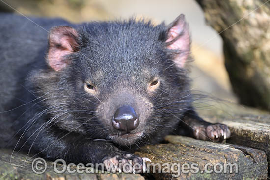 Tasmanian Devil photo Tasmanian Devil photo