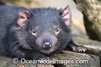 Tasmanian Devil Photo - Gary Bell