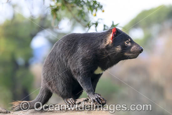 Tasmanian Devil photo Tasmanian Devil photo