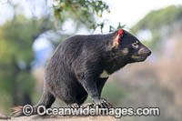 Tasmanian Devil Photo - Gary Bell