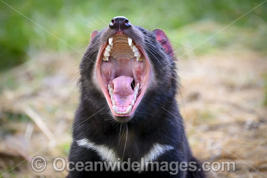 Tasmanian Devil photo