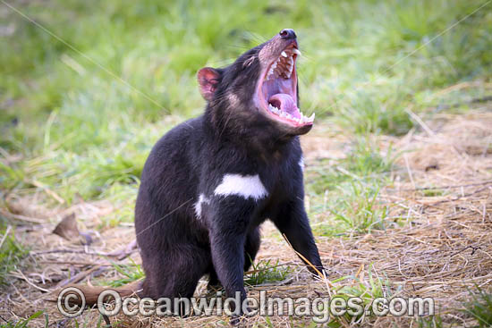 Tasmanian Devil photo Tasmanian Devil photo