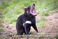 Tasmanian Devil Photo - Gary Bell