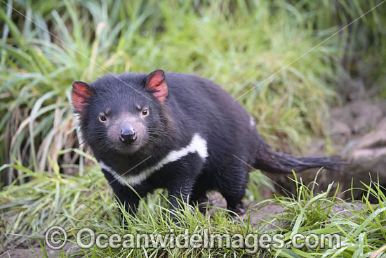 Tasmanian Devil photo Tasmanian Devil photo