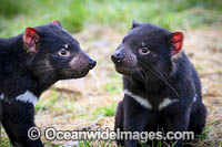 Tasmanian Devil Photo - Gary Bell