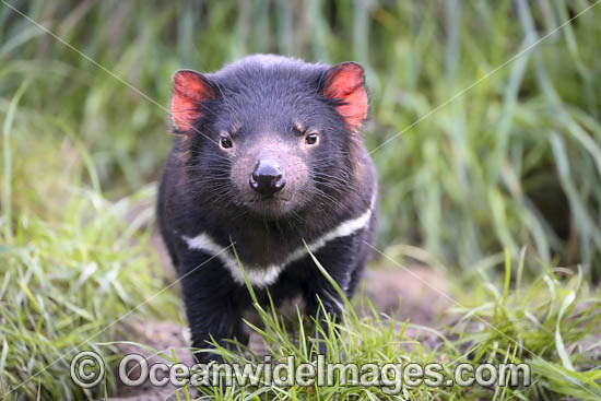 Tasmanian Devil photo Tasmanian Devil photo