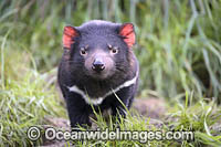 Tasmanian Devil Photo - Gary Bell