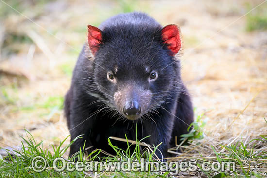 Tasmanian Devil photo Tasmanian Devil photo