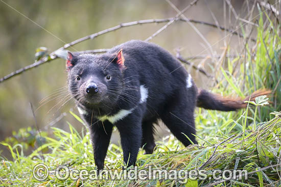Tasmanian Devil photo Tasmanian Devil photo