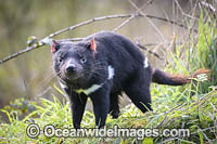 Tasmanian Devil Photo - Gary Bell