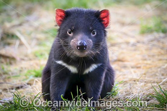 Tasmanian Devil photo Tasmanian Devil photo