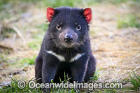 Tasmanian Devil Photo - Gary Bell