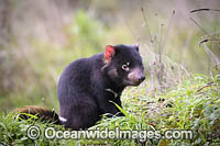 Tasmanian Devil Photo - Gary Bell