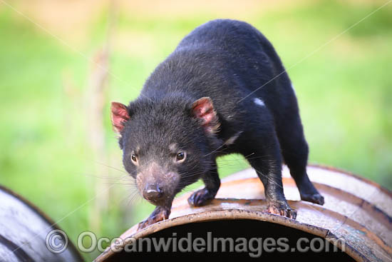Tasmanian Devil photo Tasmanian Devil photo