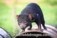 Tasmanian Devil Photo - Gary Bell