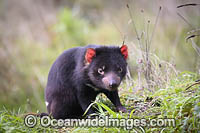 Tasmanian Devil Photo - Gary Bell