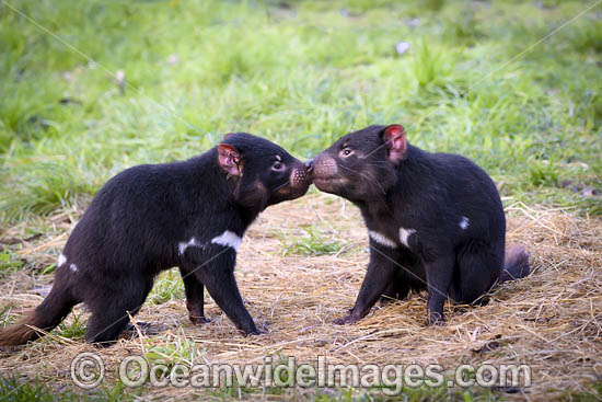 Tasmanian Devil photo