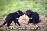 Tasmanian Devil Photo - Gary Bell