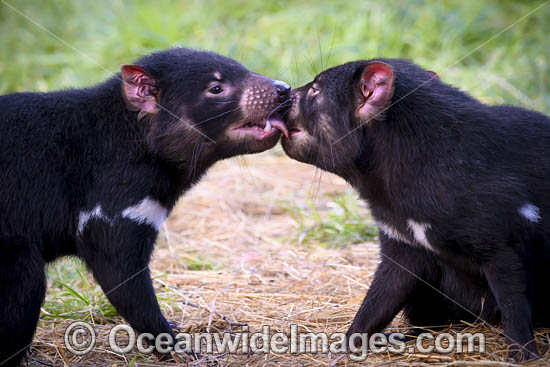 Tasmanian Devil photo Tasmanian Devil photo