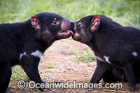 Tasmanian Devil Photo - Gary Bell