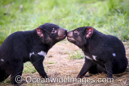 Tasmanian Devil photo