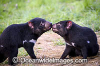 Tasmanian Devil Photo - Gary Bell