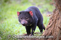 Tasmanian Devil Photo - Gary Bell