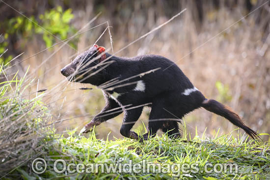Tasmanian Devil photo Tasmanian Devil photo