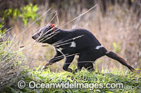 Tasmanian Devil Photo - Gary Bell
