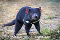 Tasmanian Devil Photo - Gary Bell