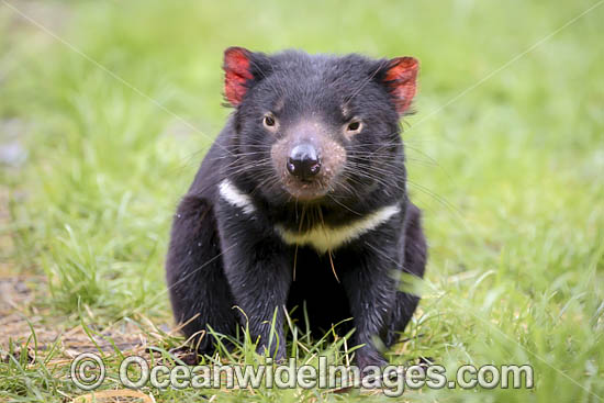 Tasmanian Devil photo Tasmanian Devil photo