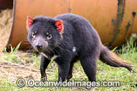 Tasmanian Devil Photo - Gary Bell